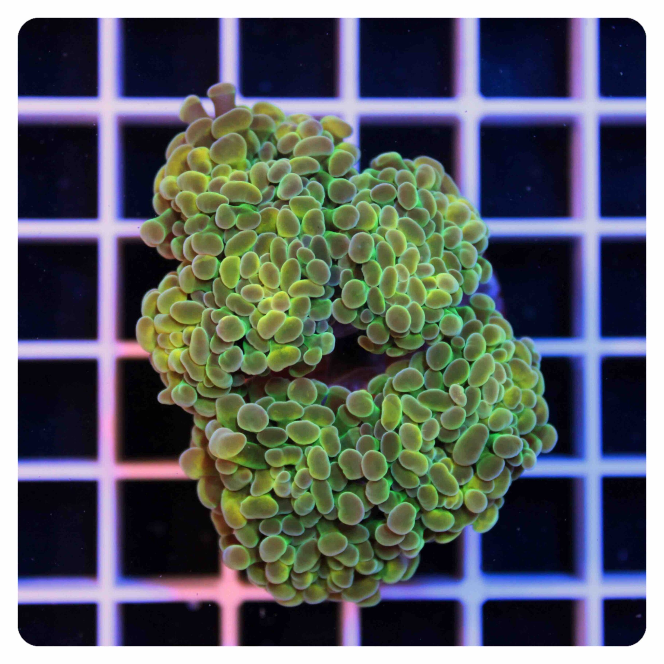 Euphyllia parancora
