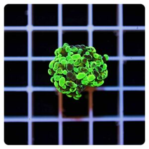 Euphyllia parancora