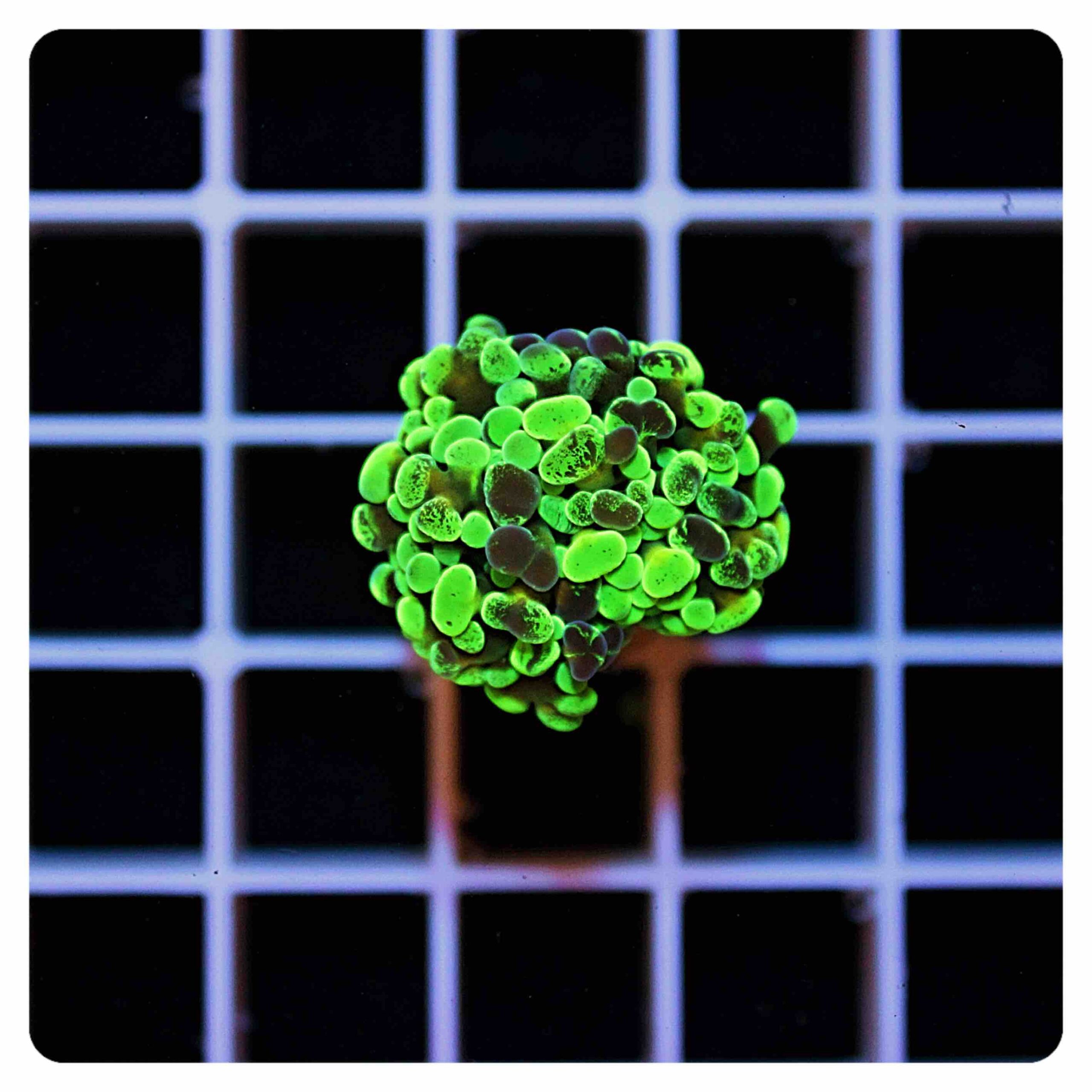 Euphyllia parancora