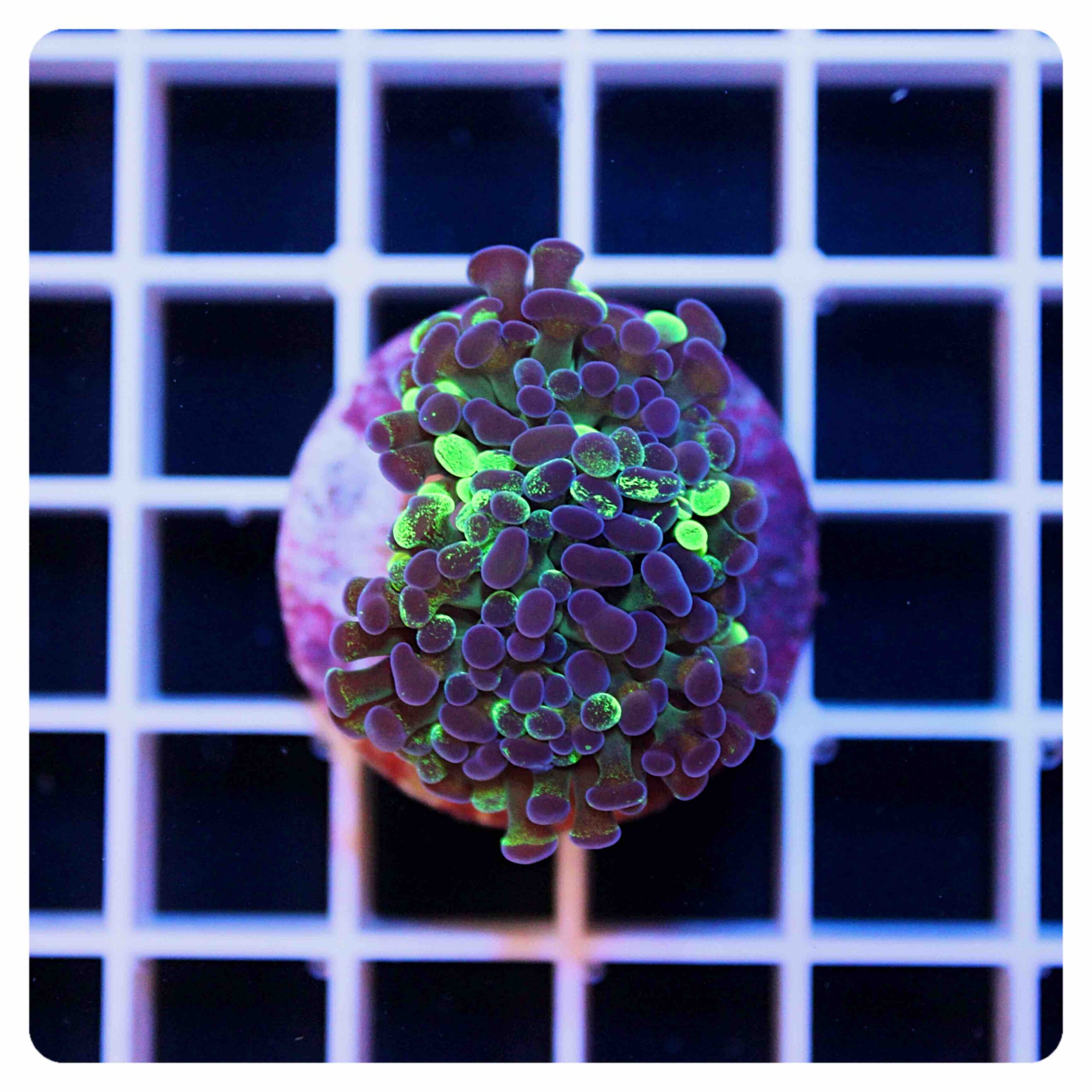 Euphyllia parancora