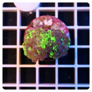 Euphyllia parancora