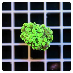 Euphyllia parancora