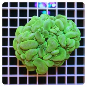 Plerogyra sinuosa