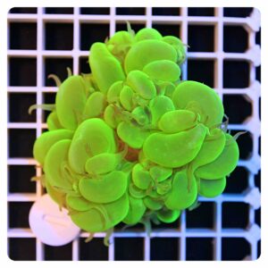 Plerogyra sinuosa