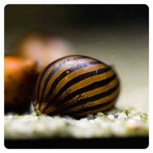 Neritina gigates