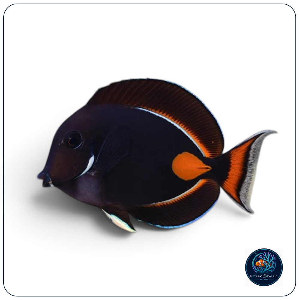 acanthurus achilles