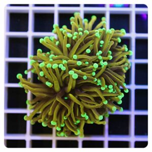 Euphyllia glabrescens