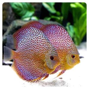 Discus Leopard snake coral