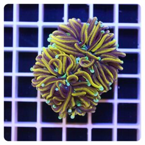 Euphyllia glabrescens