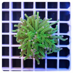 Euphyllia glabrescens