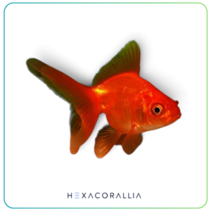 Carassius auratus red