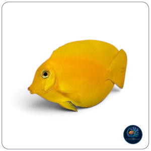 Acanthurus Pyroferus mimic haraldi