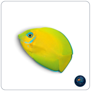 Acanthurus Pyroferus mimic flavissima