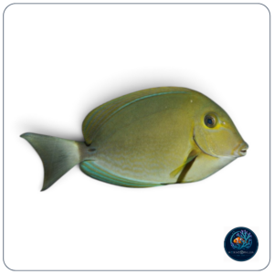 Acanthurus blochii