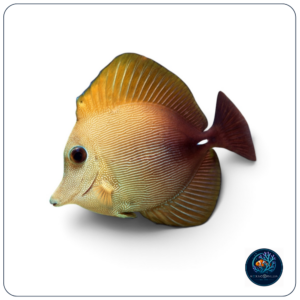 Zebrasoma Scopas