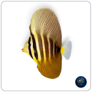 Zebrasoma Veliferum 