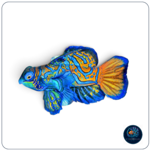 Synchiropus splendidus