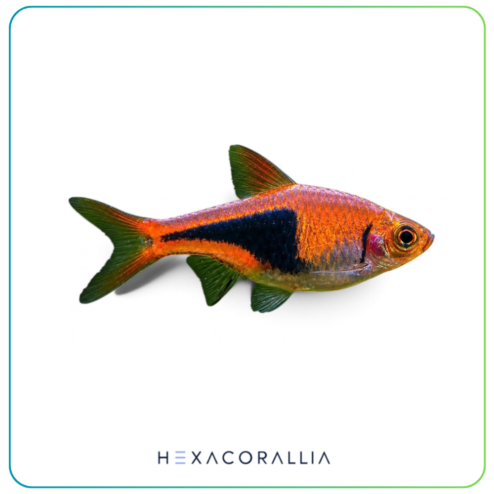 Rasbora heteromorpha