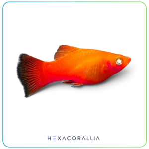 Xiphophorus Maculatus red