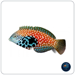 Macropharyngodon bipartitus