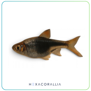 Rasbora heteromorpha black