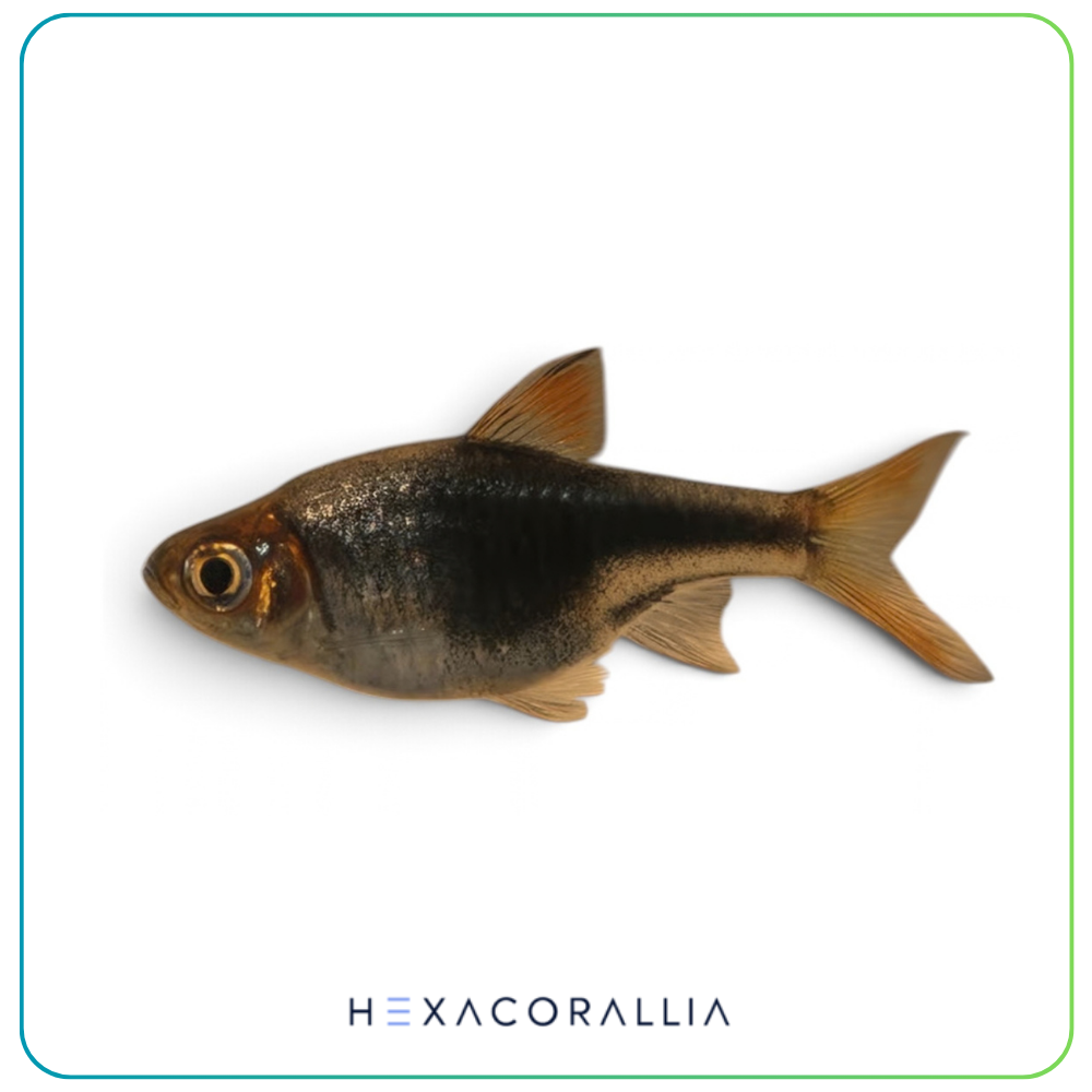 Rasbora heteromorpha black