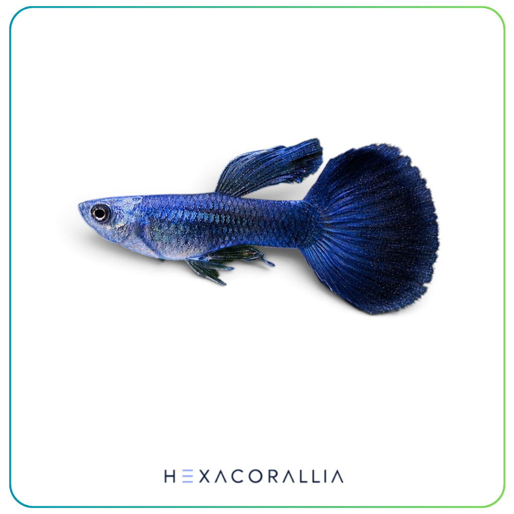 Poecilia Reticulata
