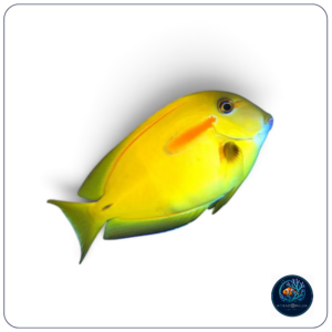 Acanthurus olivaceus