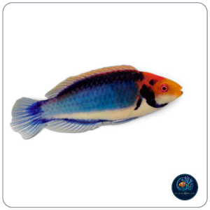 Cirrhilabrus solorensis