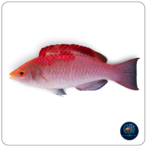 Cirrhilabrus adornatus