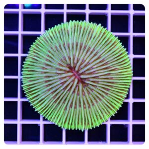 fungia