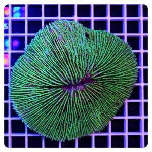 Fungia