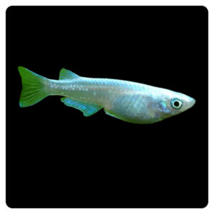 Orzyias latipes
