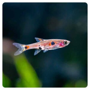 rasbora maculata