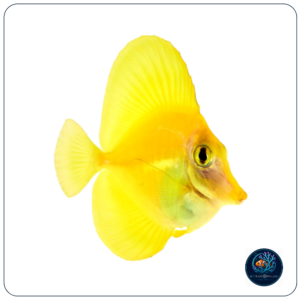 Zebrasoma flavescens T.B.