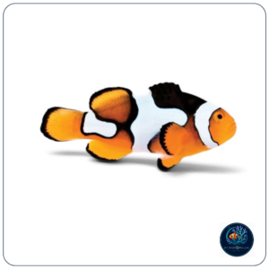 Amphiprion Percula Picasso T.B.