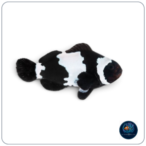 Amphiprion Ocellaris Black Snowflake T.B.