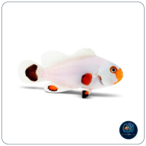 Amphiprion Ocellaris Wyoming White T.B.