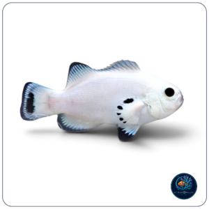 Amphiprion Ocellaris Snow Storm T.B.