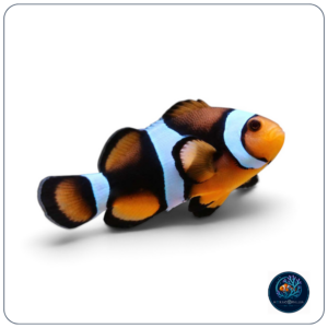 Amphiprion percula T.B.