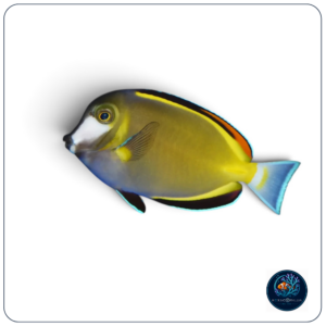 Acanthurus lineatus