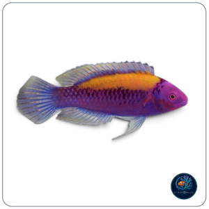 Cirrhilabrus aurantidorsalis