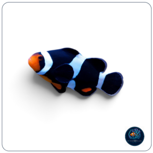 Amphiprion ocellaris black T.B.