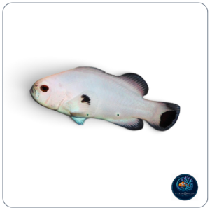 Amphiprion Ocellaris Platinum T.B.
