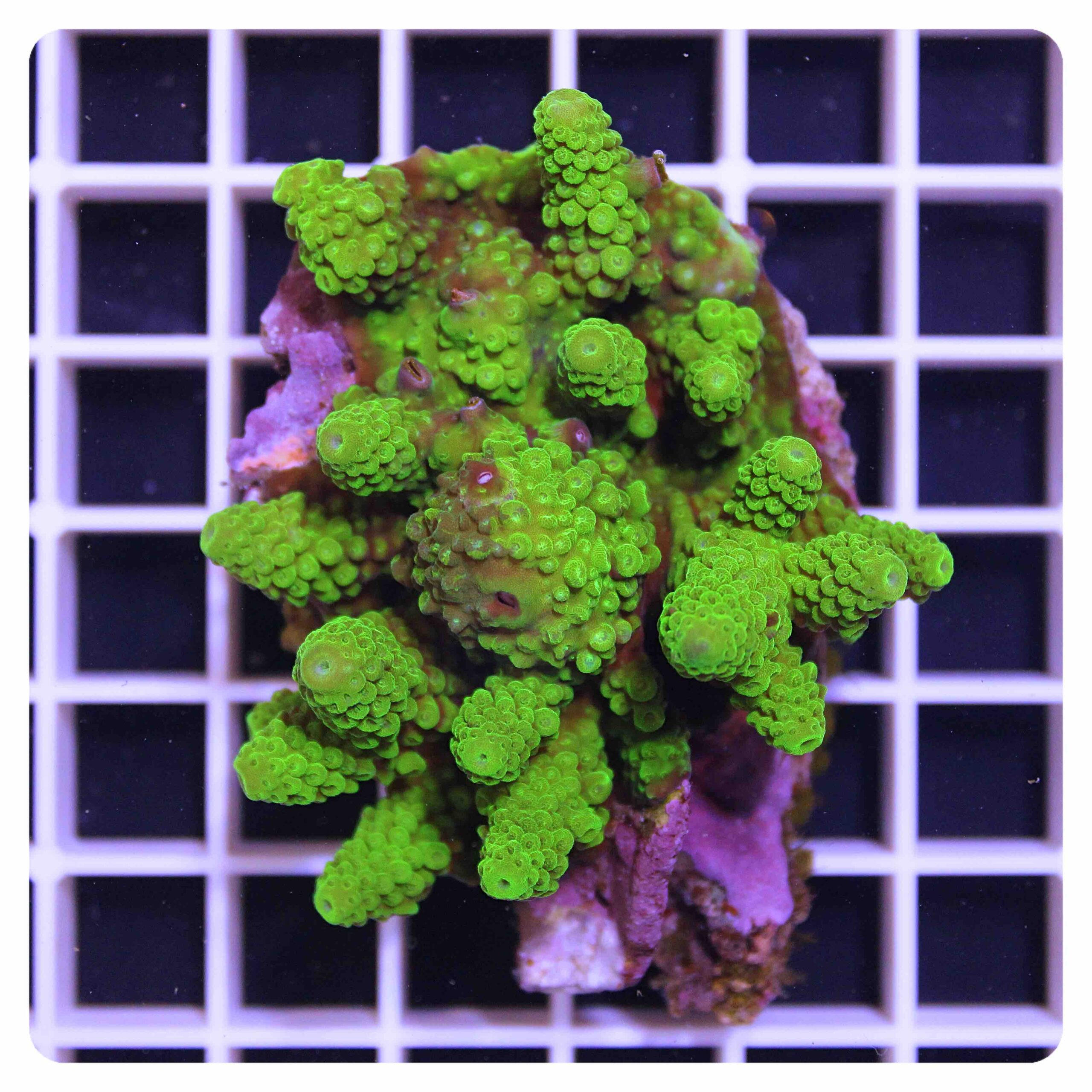 Acropora sp.