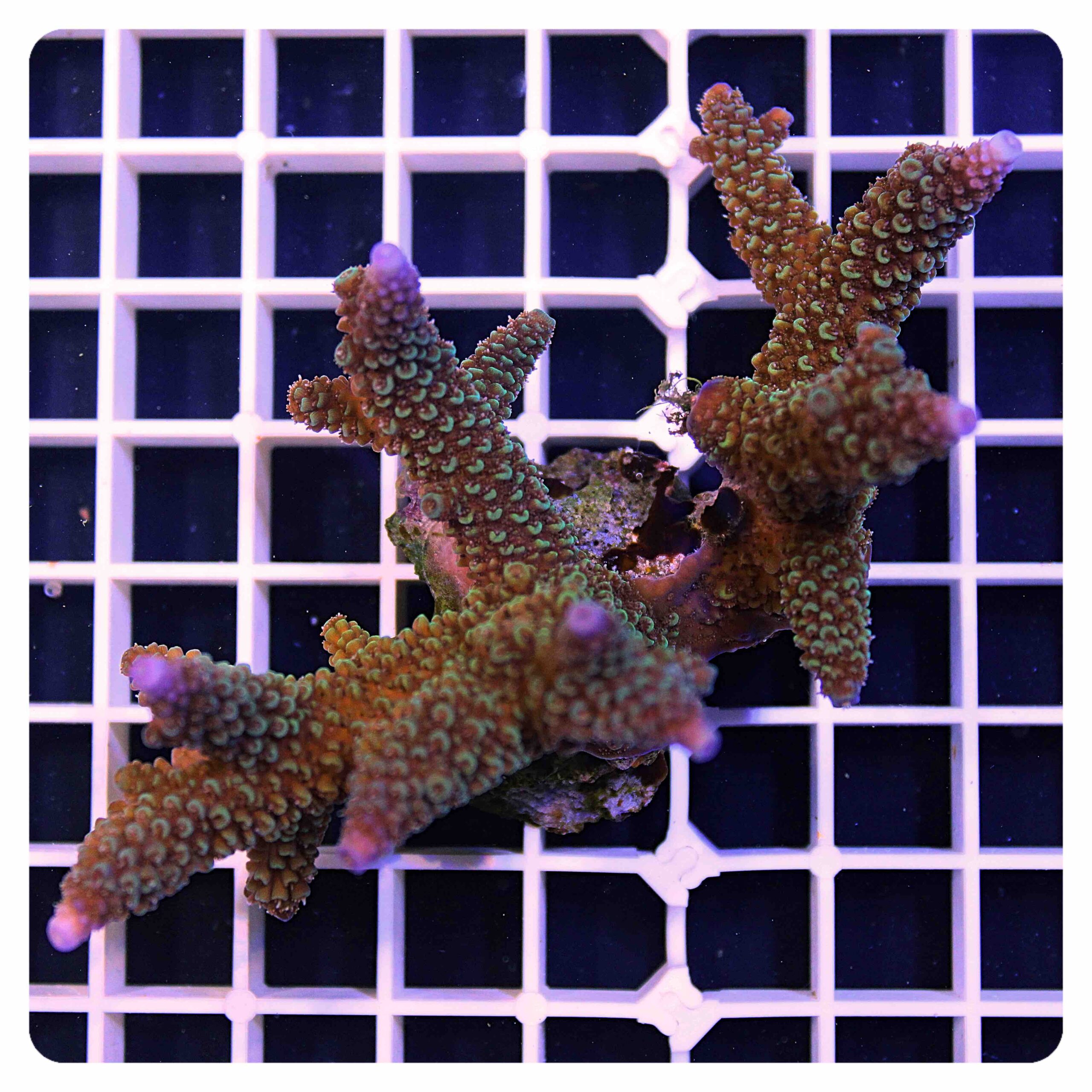 Acropora sp.