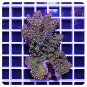 Acropora sp.