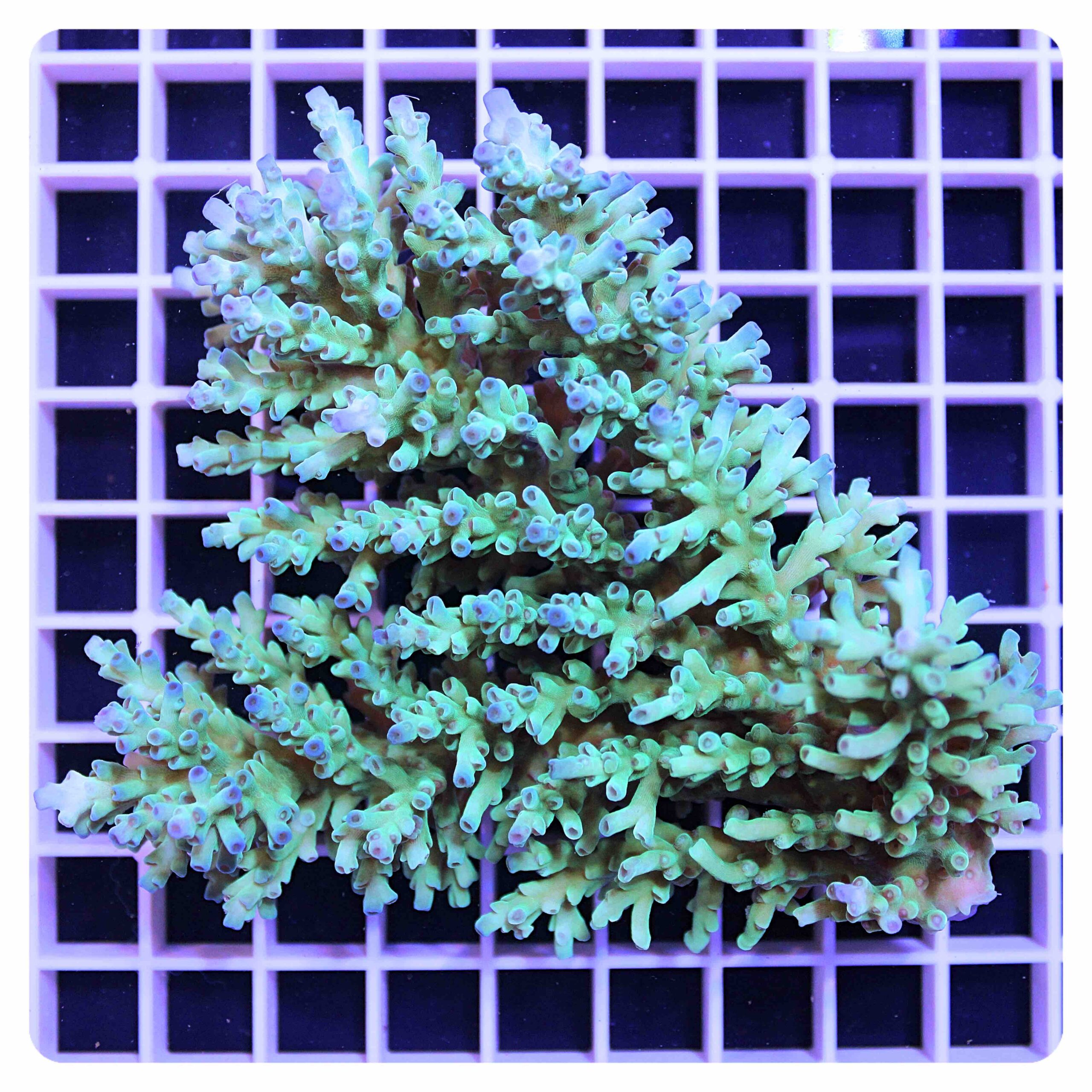 Acropora sp.
