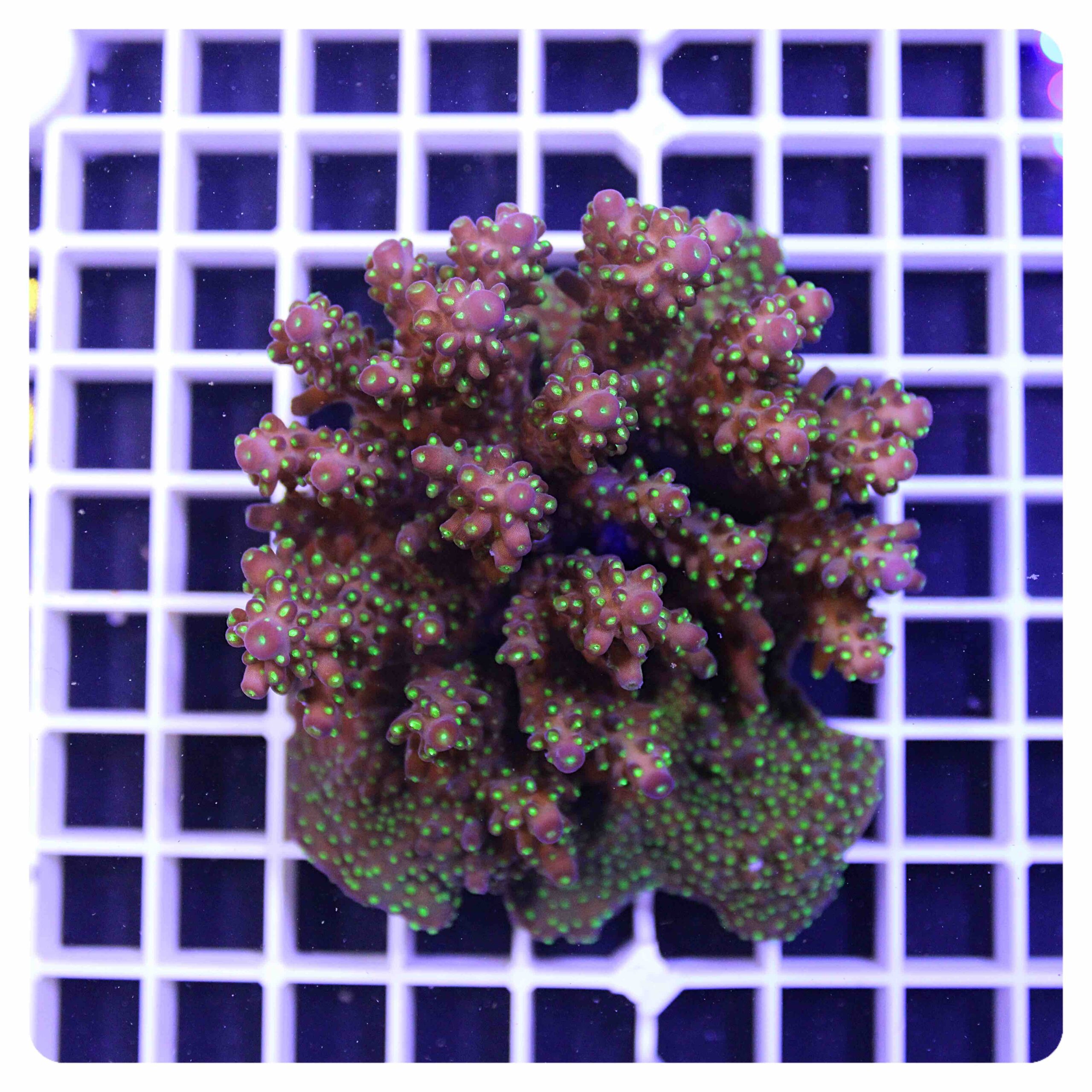 Acropora sp.