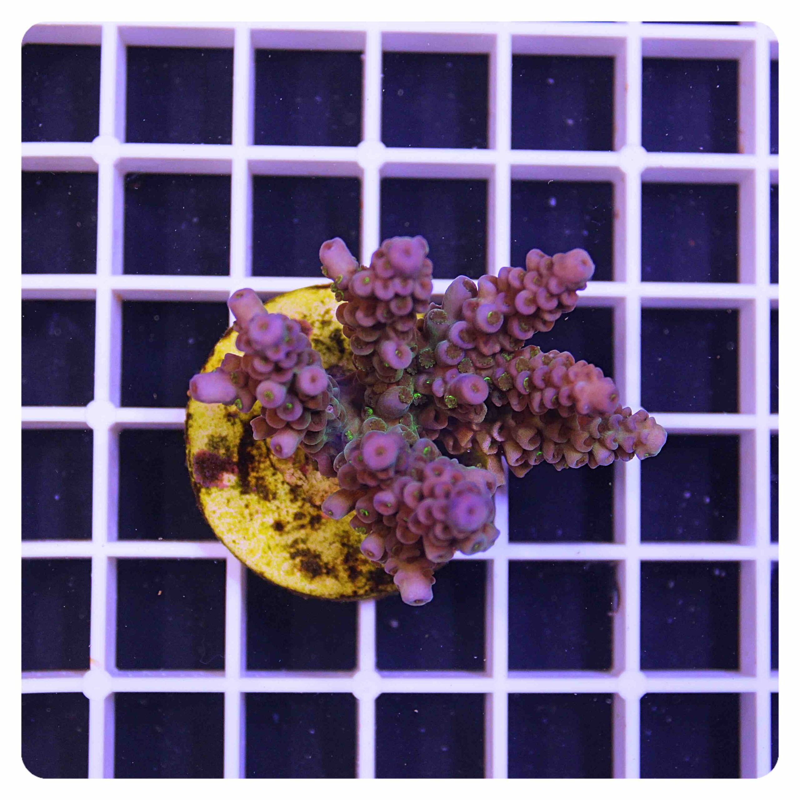 Acropora sp
